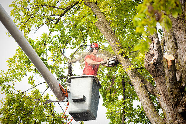 How Our Tree Care Process Works  in  Philmont, NY